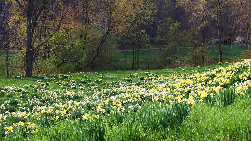 Пролет, природа, цветя, трева HD тапет