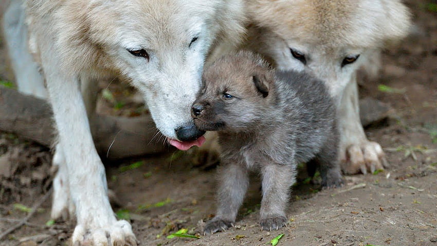かわいい赤ちゃんオオカミの子犬が最初の一歩を踏み出す、赤ちゃん狼男 高画質の壁紙