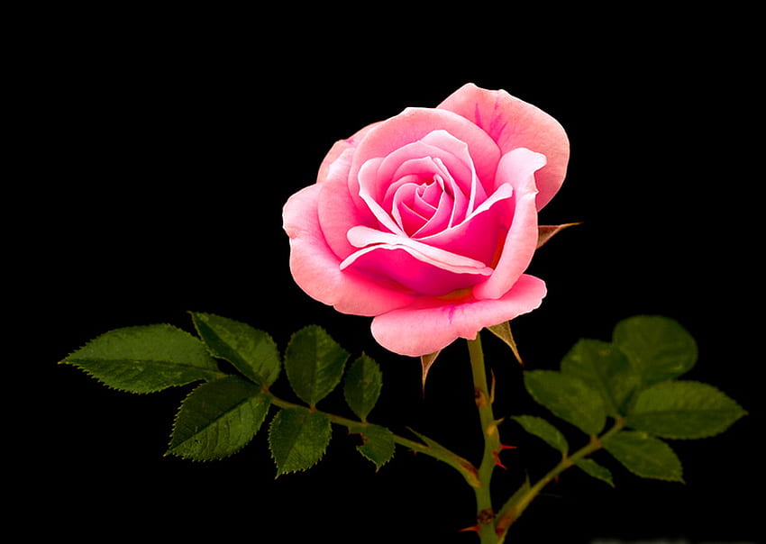 Сладка роза за радост, роза, розово, листа, черен фон, зелено HD тапет