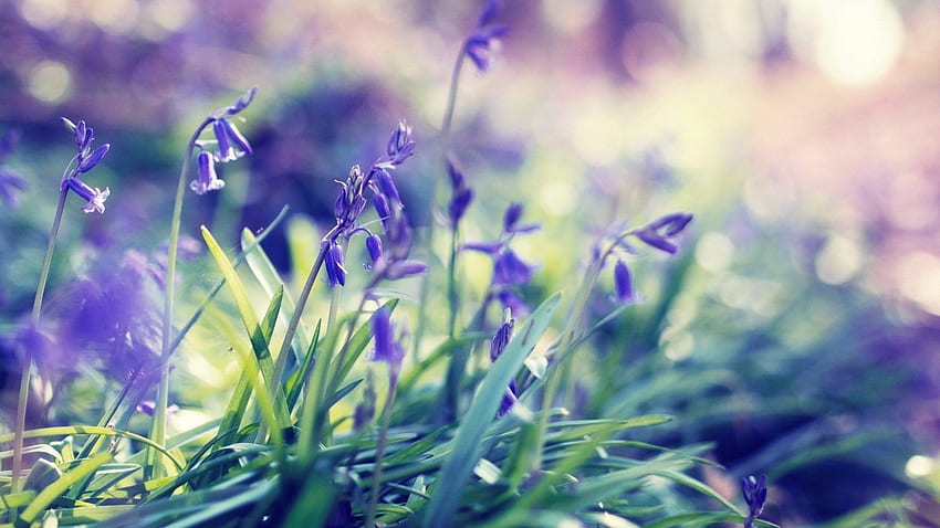 Early Spring Background HD wallpaper