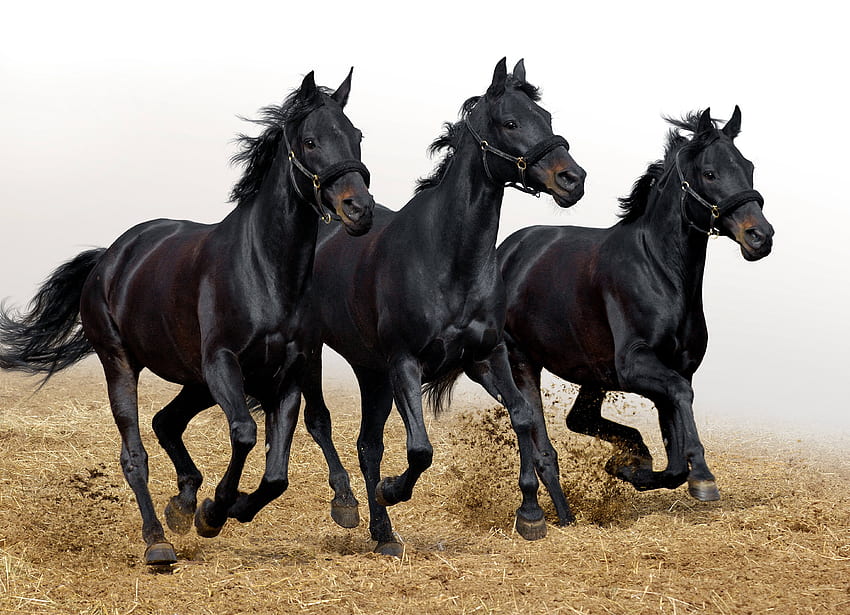 Tiere, Pferde, Bewegung, Verkehr, Drei, Hengste HD-Hintergrundbild