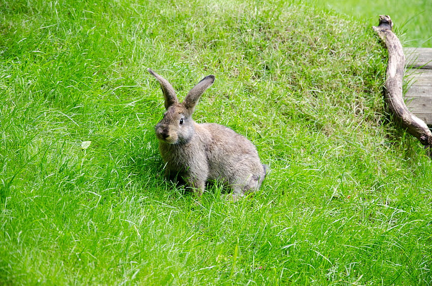 Animals, Grass, Stroll, Hare HD wallpaper