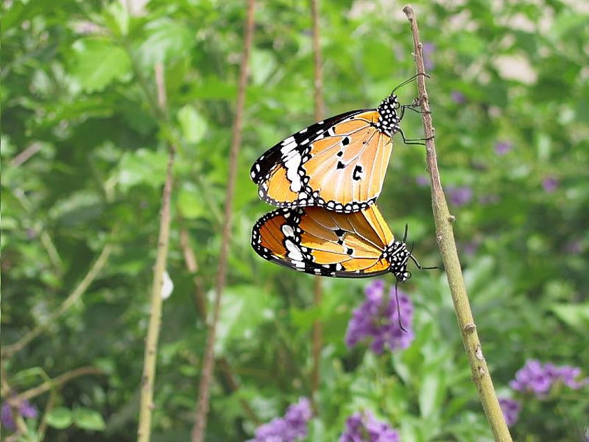 Together for Life, butterflies, flowers, stem, orange HD wallpaper