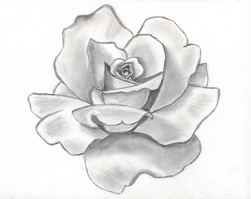 75+ Beautiful Flower Drawing Colour Pencil Easy Pictures-saigonsouth.com.vn