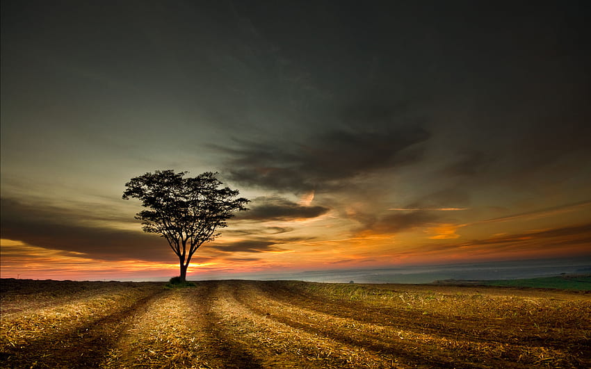 Sonnenuntergang, Feld, allein, Himmel, Natur, Baum HD-Hintergrundbild
