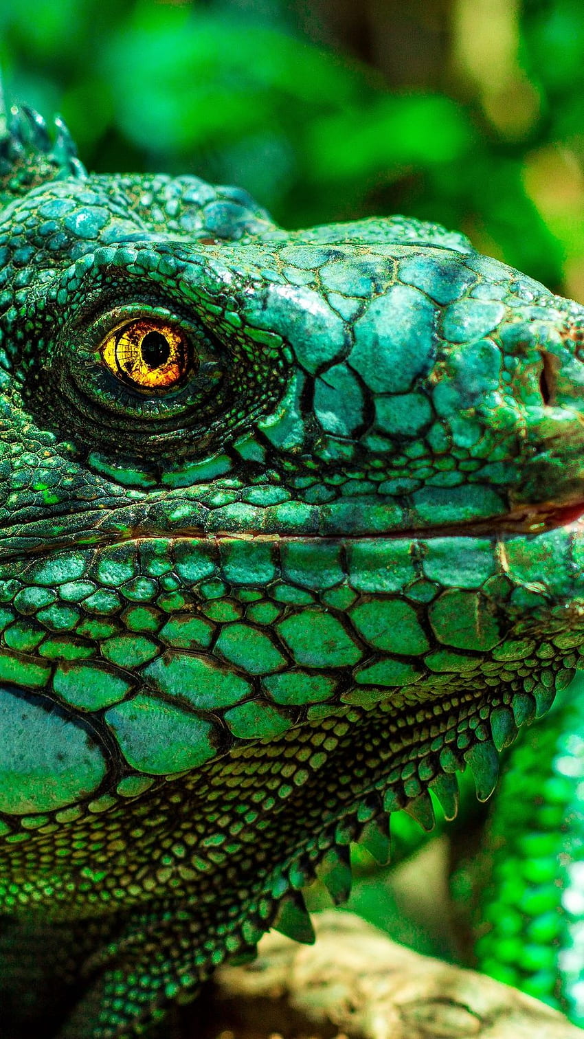Reptile chameleon color twig HD wallpapers  Pxfuel