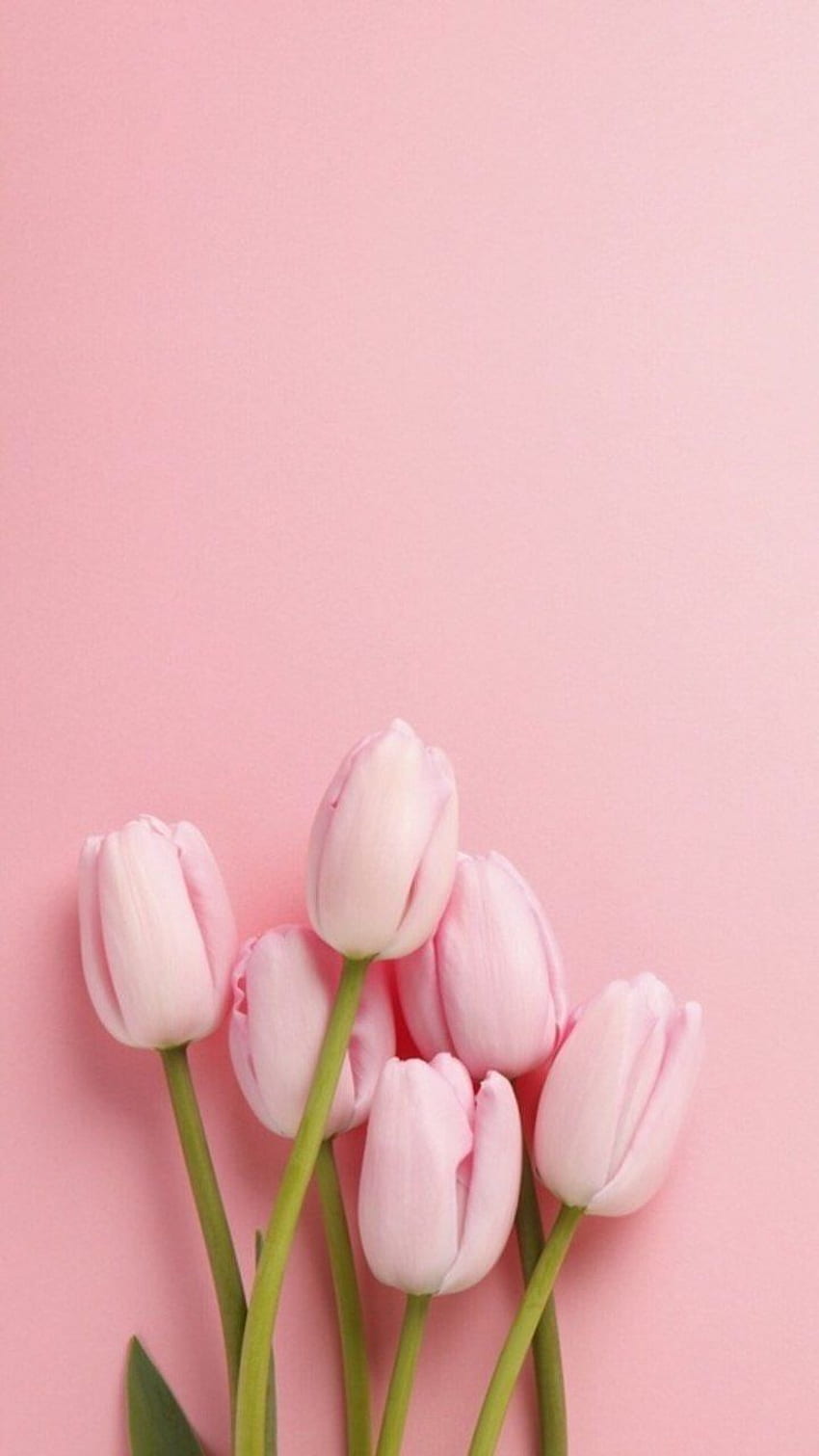 かなりピンクのチューリップ。 自然iphone、春、花、パステルチューリップ HD電話の壁紙