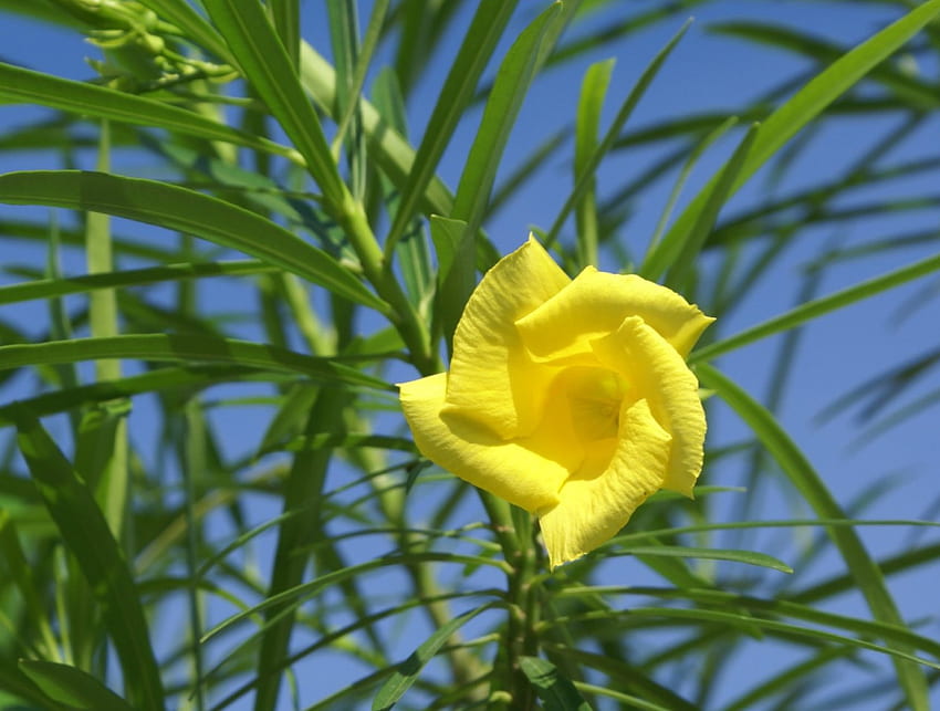 Yellow oleander, flowers, yellow HD wallpaper