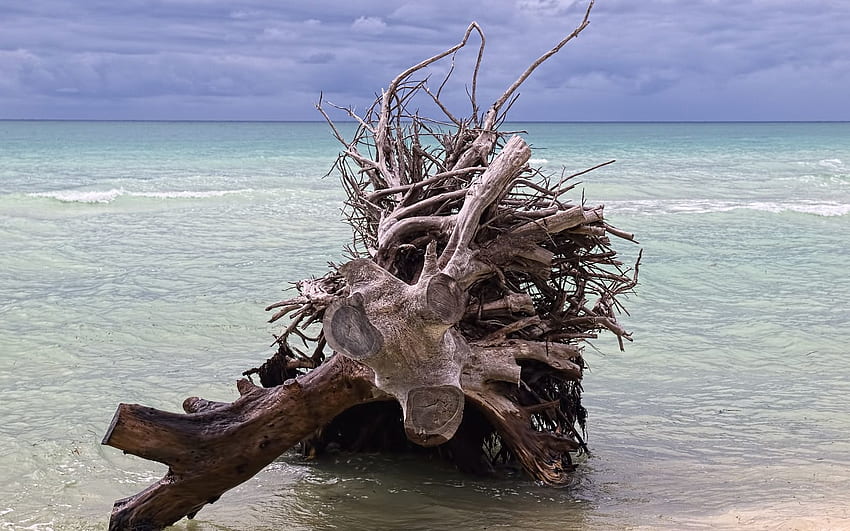 Nature, Shore, Bank, Wood, Tree, Branches, Branch, Dry, Dead, Snag HD wallpaper