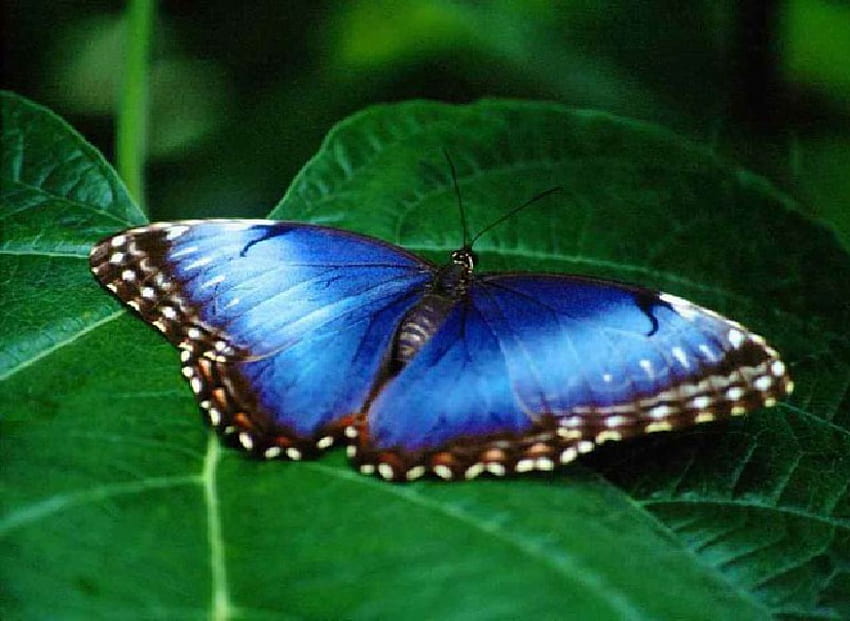 Blue butterfly, blue, butterfly, butterfly on leaf HD wallpaper