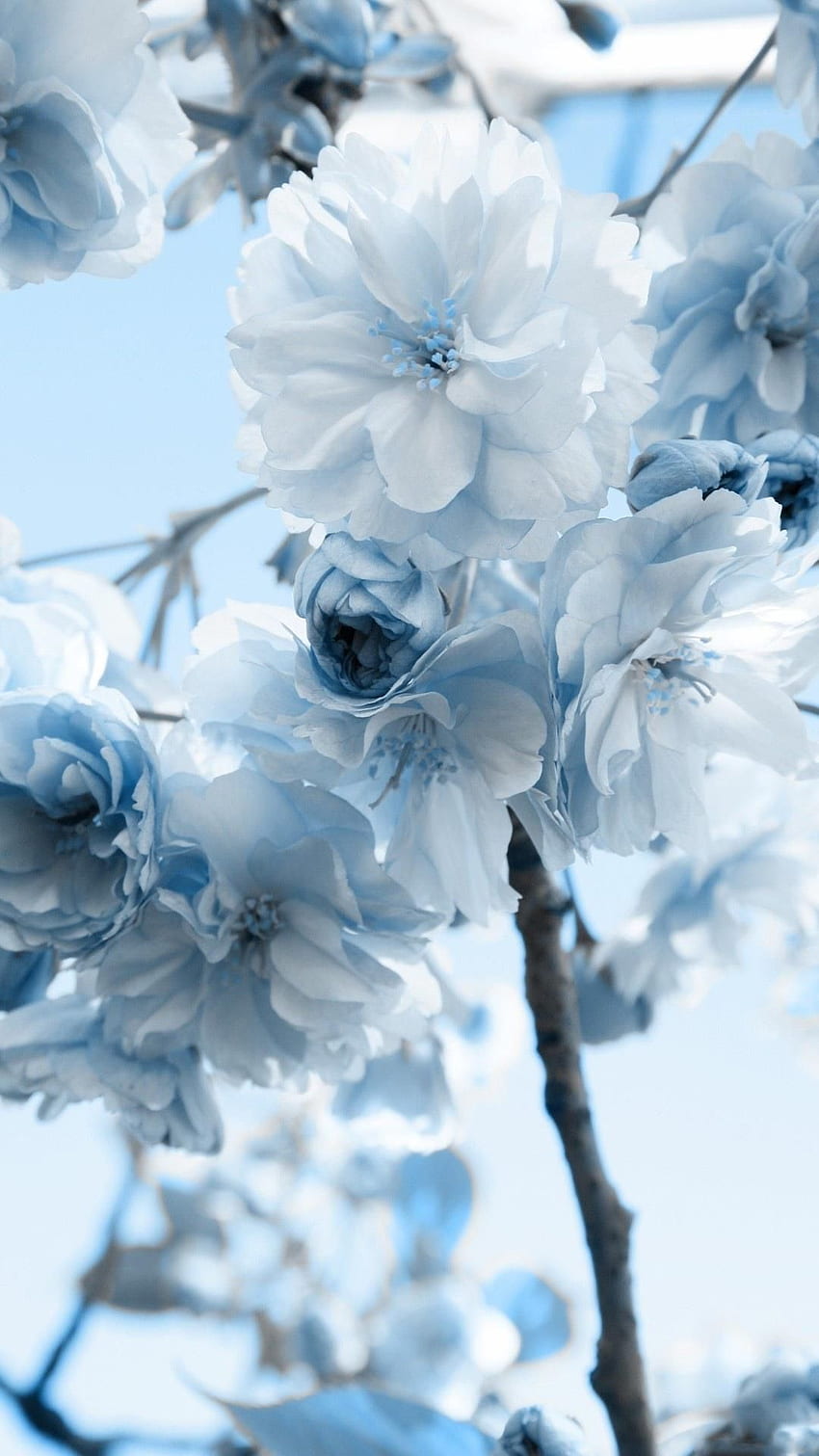 Nota 3, Nota 4, Nota 3, Galaxy Note 3. Pastel estético azul, flor azul, iphone azul, estética de flores azuis Papel de parede de celular HD