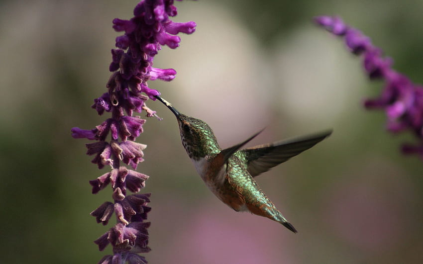 Animaux, fleurs, colibris, belle, petit oiseau, birdie Fond d'écran HD