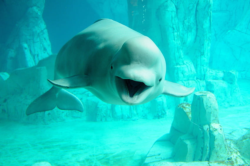 Beluga Whale Group 32 [] for your , Mobile & Tablet. Explore Beluga Whale . Beluga Whale , Beluga Whale , Whale HD wallpaper