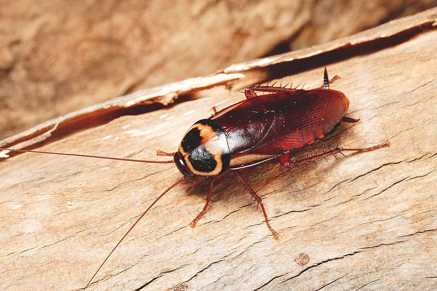 Cockroach insects HD phone wallpaper  Peakpx