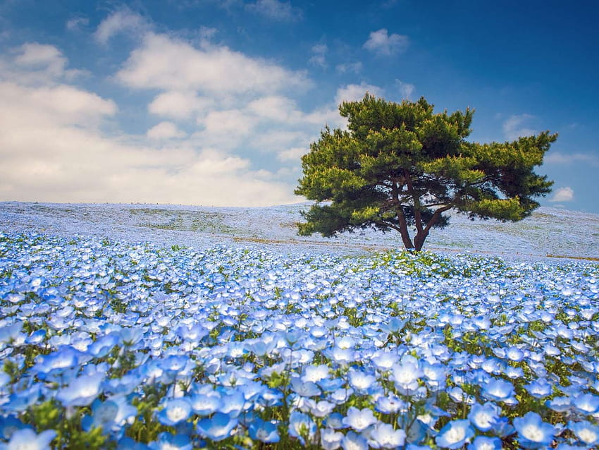 Niebieskie maki, maki, niebo, kwiaty, drzewo Tapeta HD