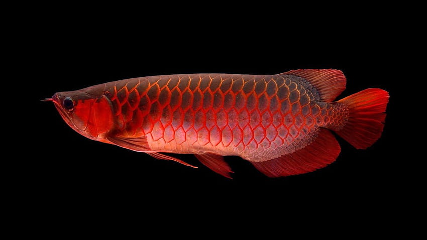 Red Arowana Live - Red Arowana Fish HD wallpaper