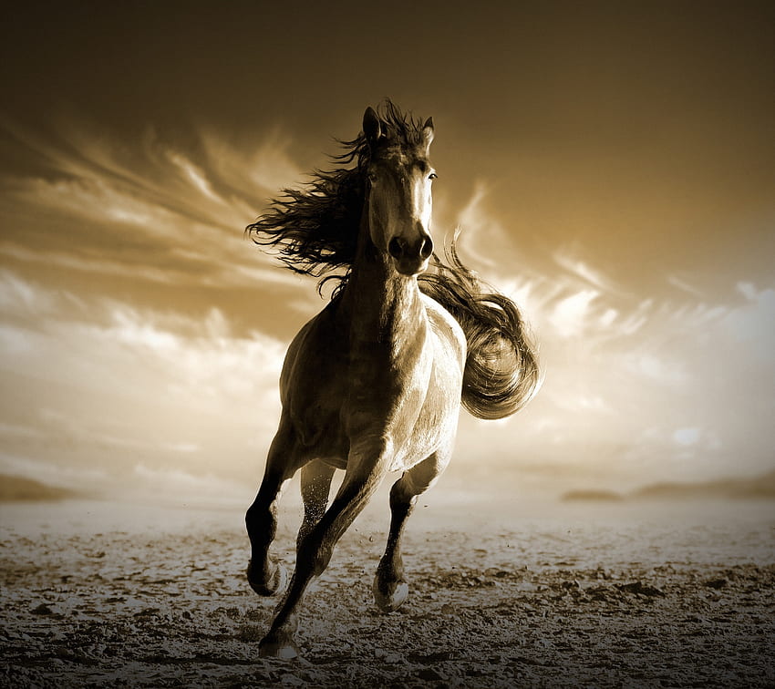 Correr, cavalo, animal papel de parede HD