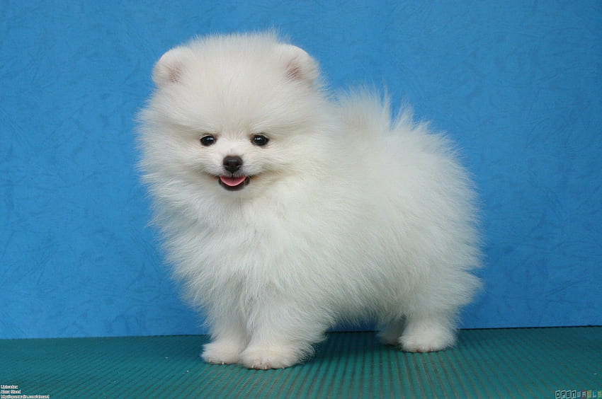Pomeranian Puppy - White Pomeranian Puppies - HD wallpaper
