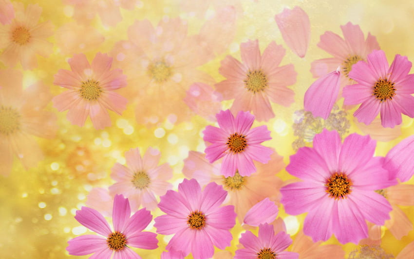 아름다운 봄 꽃 배경 . 봄 꽃 배경, 꽃 배경, 꽃 배경, 분홍색 노란색 꽃 HD 월페이퍼