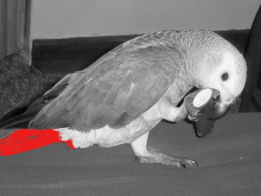 Untitled , african grey, parrot HD wallpaper