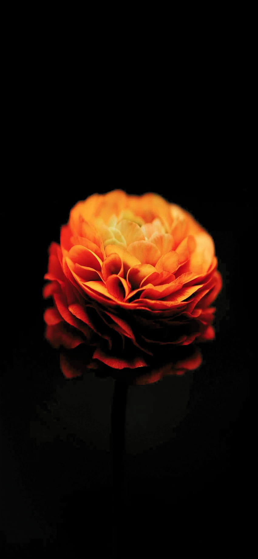 Marigold flower, AMOLED Flower HD phone wallpaper | Pxfuel