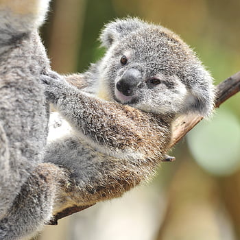baby koala Live Wallpaper  free download