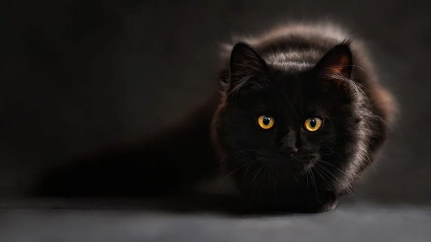 Día Nacional del Gato Negro 2020: estos y otros gatos negros lo inspirarán a adoptar un gatito negro, hermosos gatos negros fondo de pantalla