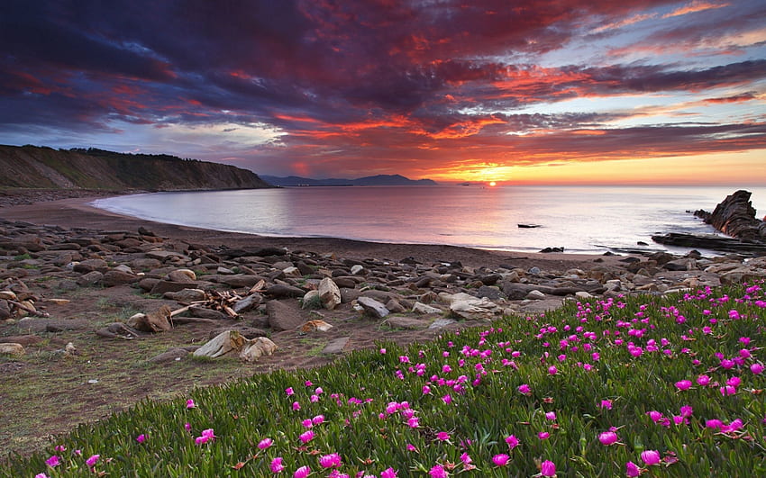 Natur, Blumen, Sonnenuntergang, Steine, Ufer, Ufer, Klee HD-Hintergrundbild
