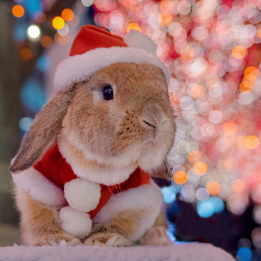 Rabbits, Bunny Christmas HD phone wallpaper