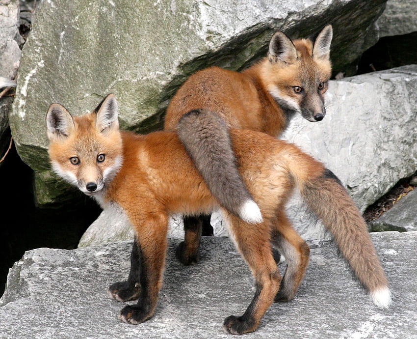 Fox Tails. Fox , Amazing animal , Red fox, Black and Red Fox HD wallpaper