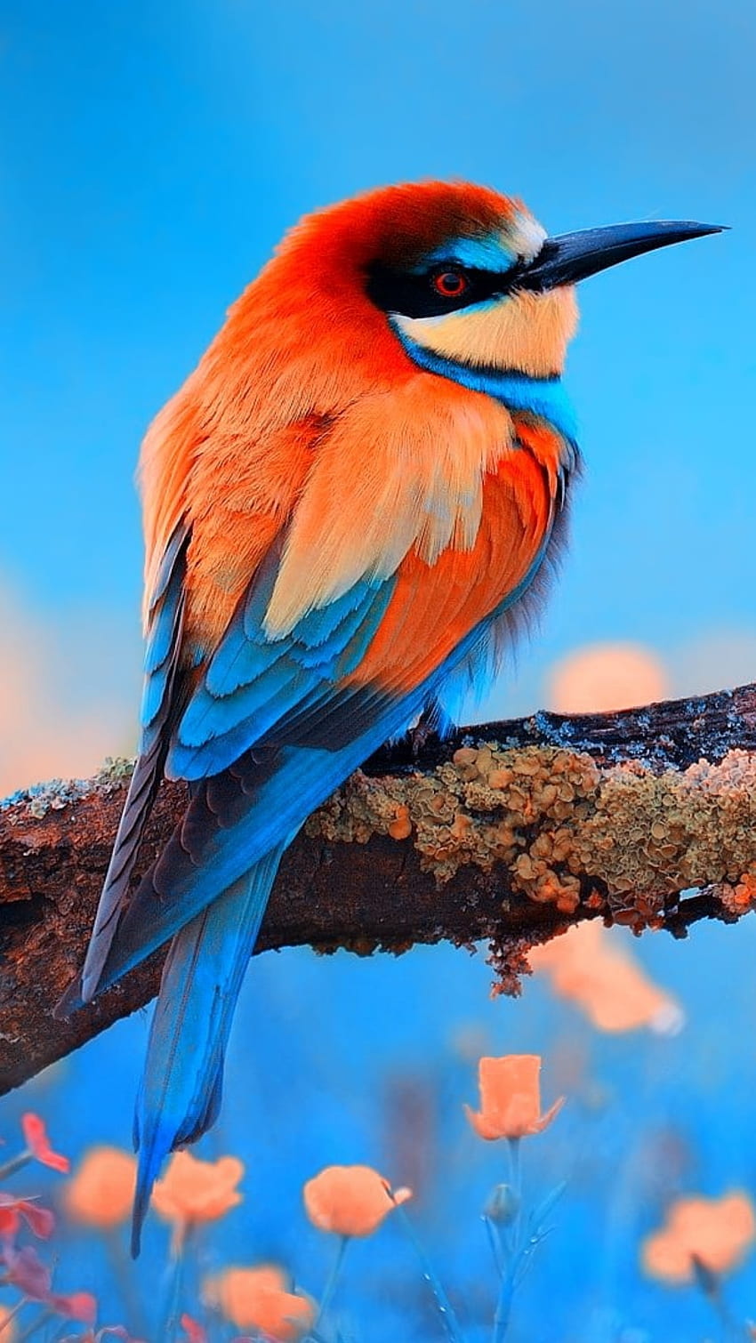 Love Birds, Bee Eater Bird HD phone wallpaper