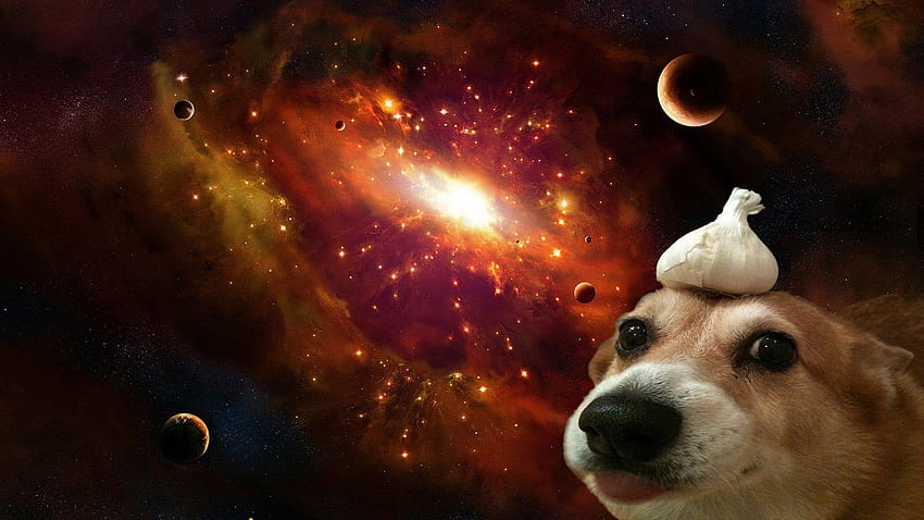 A dog with garlic on its' head in space [] : HD wallpaper