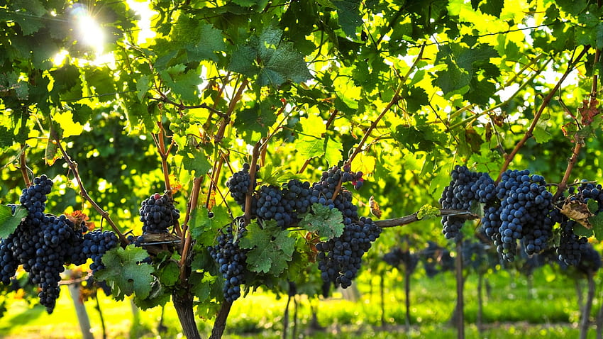 Grape Vineyard, Grape Vine HD wallpaper