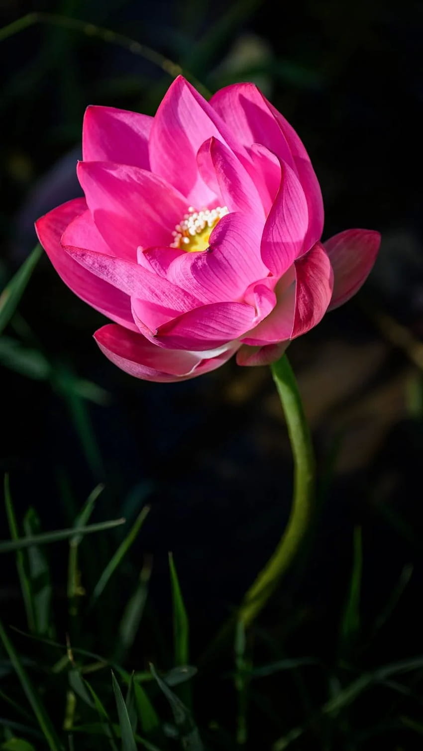 lotus, flower, pink, petals, bud, blur HD phone wallpaper