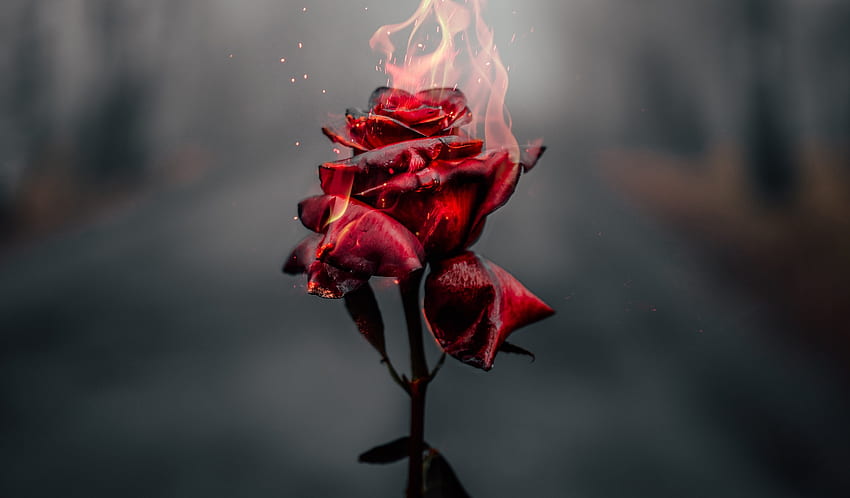 Burning Rose, red HD wallpaper