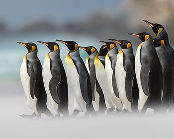 King penguin and mobile HD wallpapers | Pxfuel