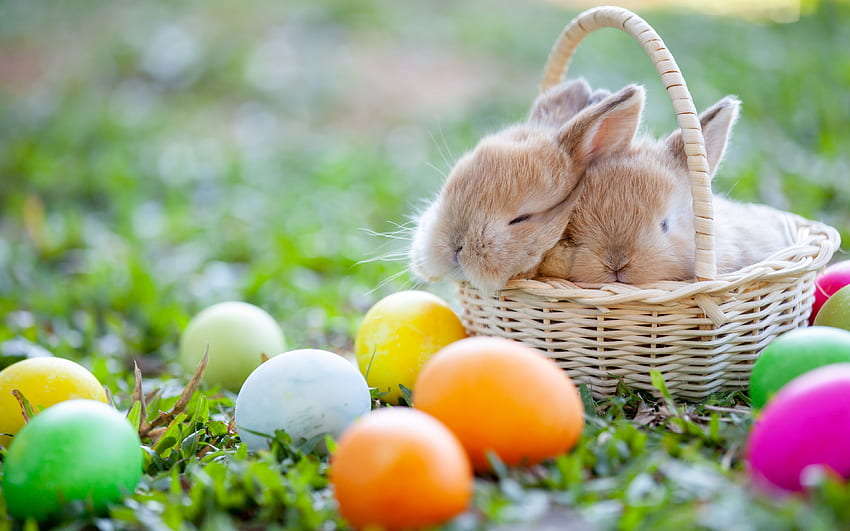 Felices Pascuas, conejos, huevos de Pascua, canasta de Pascua, primavera, huevos en la hierba, huevos pintados fondo de pantalla