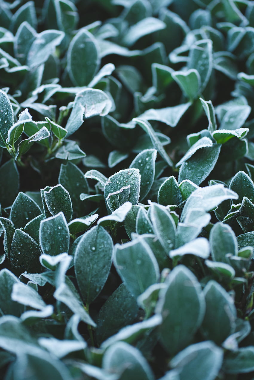 葉, 滴, 植物, マクロ, 霜, 霧氷 HD電話の壁紙
