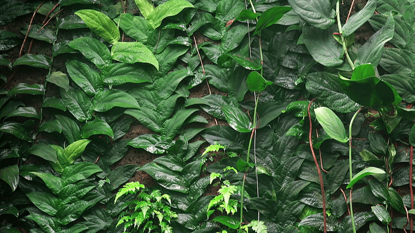 Rainforest Plant Wall on Rocks Stock Video Footage, Jungle HD wallpaper