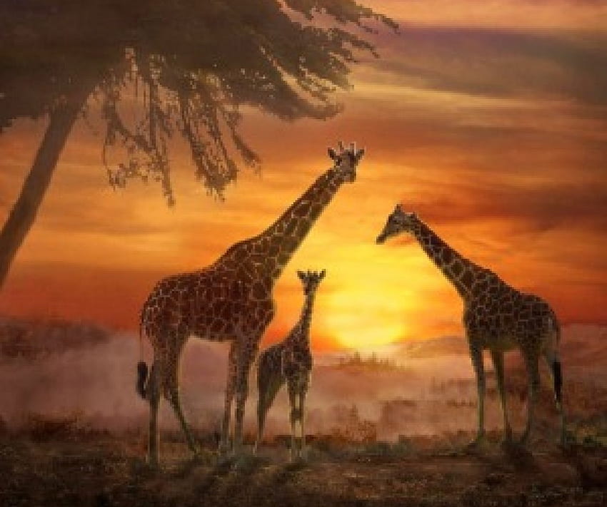 'Savannah sunset'...., giraffes, nature, Africa, animals HD wallpaper