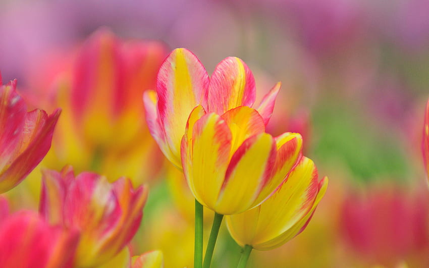 Bunch Pink Yellow Flowers - Yellow And Pink Tulip - HD wallpaper