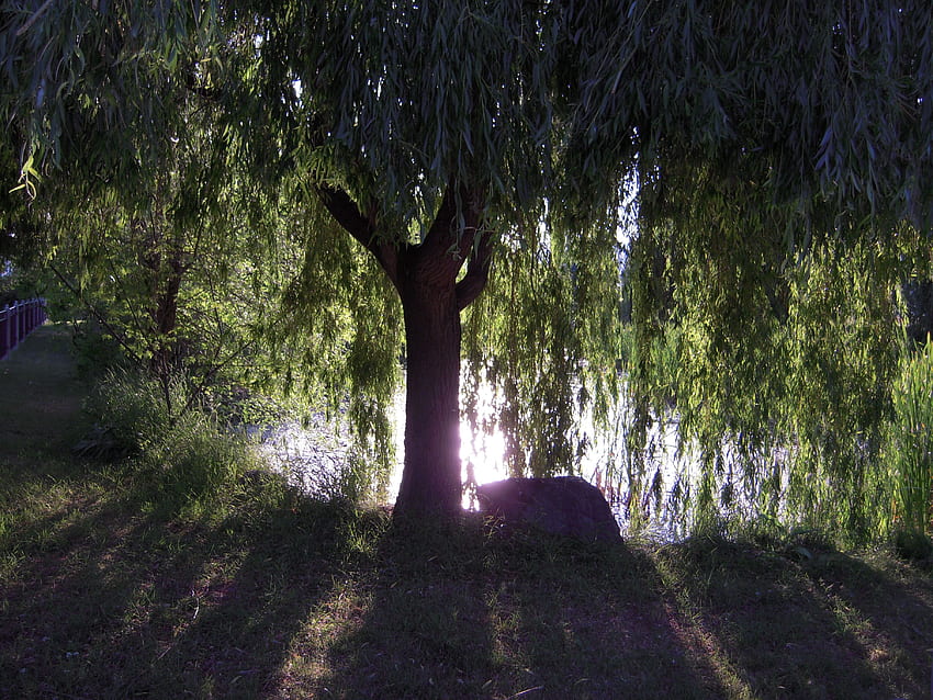 weeping willow tree [] HD wallpaper