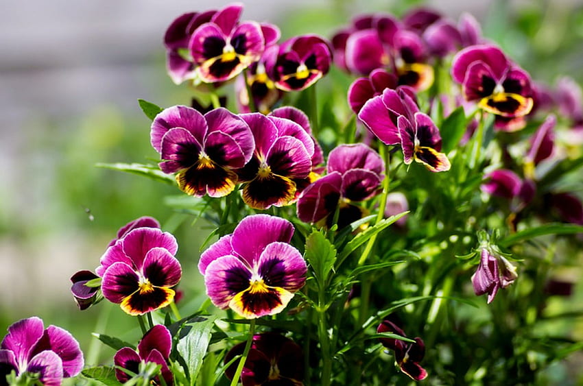 Lila Stiefmütterchen, bunt, Garten, schön, Park, Stiefmütterchen, Sommer, lila, hübsch, Natur, Blumen HD-Hintergrundbild