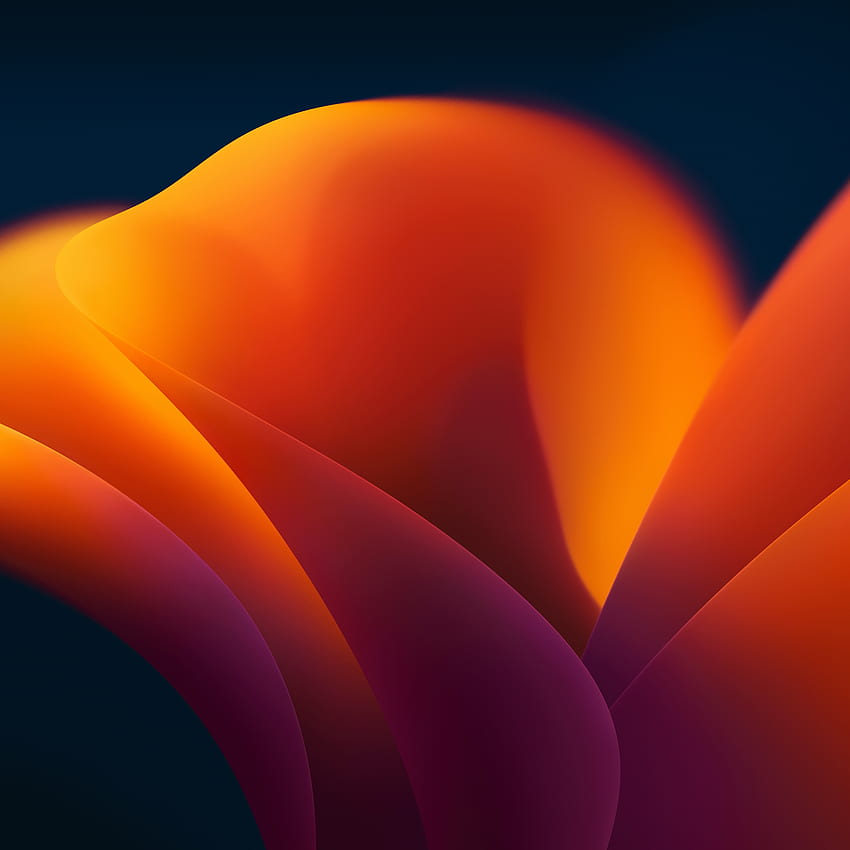 Orange flower, blossom, abstract, apple stock HD phone wallpaper