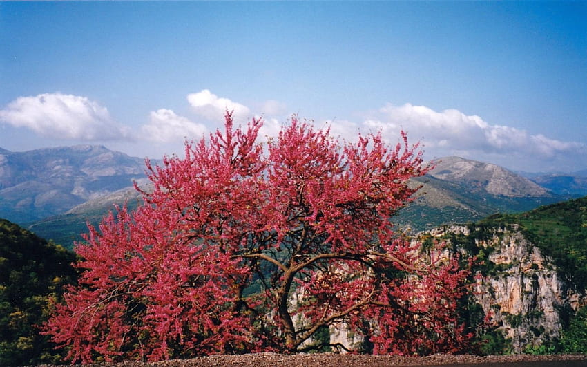 Blühender Baum, Blüte, Baum HD-Hintergrundbild