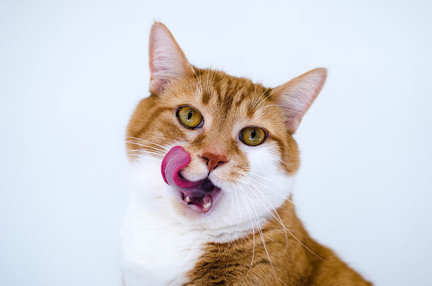 Animals, Cat, Muzzle, Spotty, Spotted, Language, Tongue, Lick Your Lips, Licking HD wallpaper