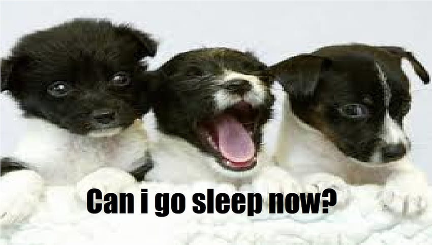 Sleepy Dogs, dog, cute, sleppy, funny saying HD wallpaper