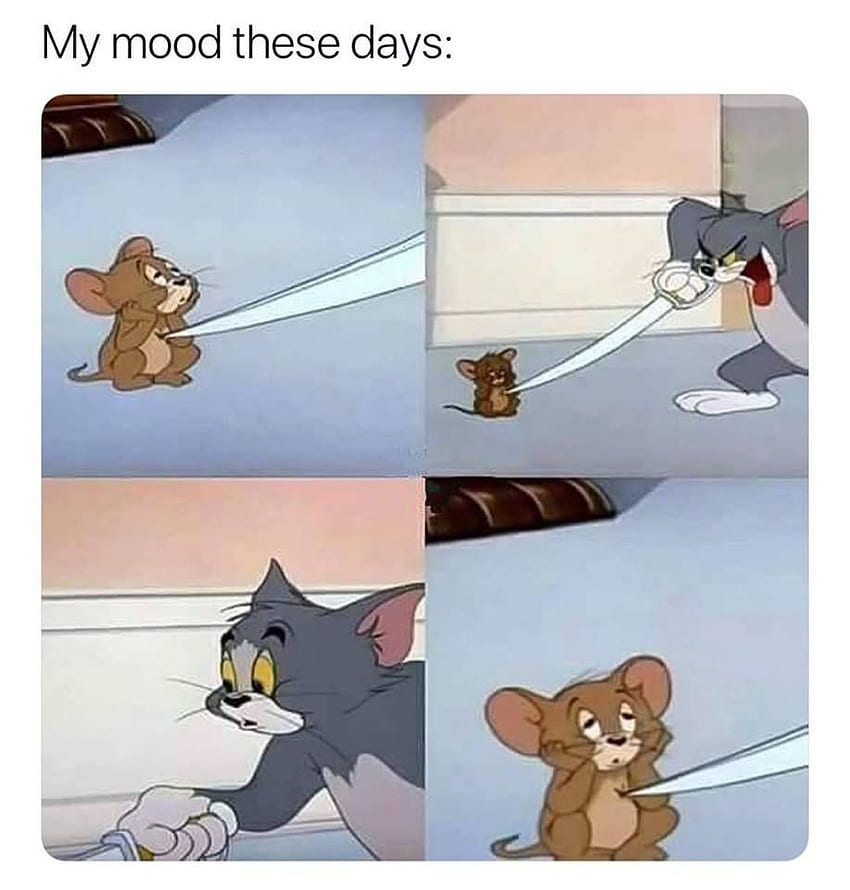 Best Tom and Jerry Memes in 2020. Jerry memes, Tom HD phone wallpaper ...