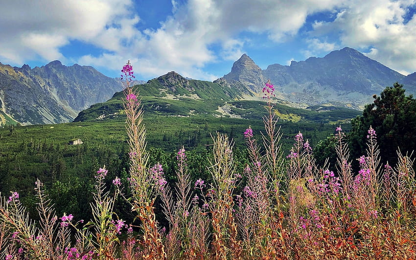 Tatra, Polónia, nuvens, Tatra, flores, montanhas, Polónia papel de parede HD