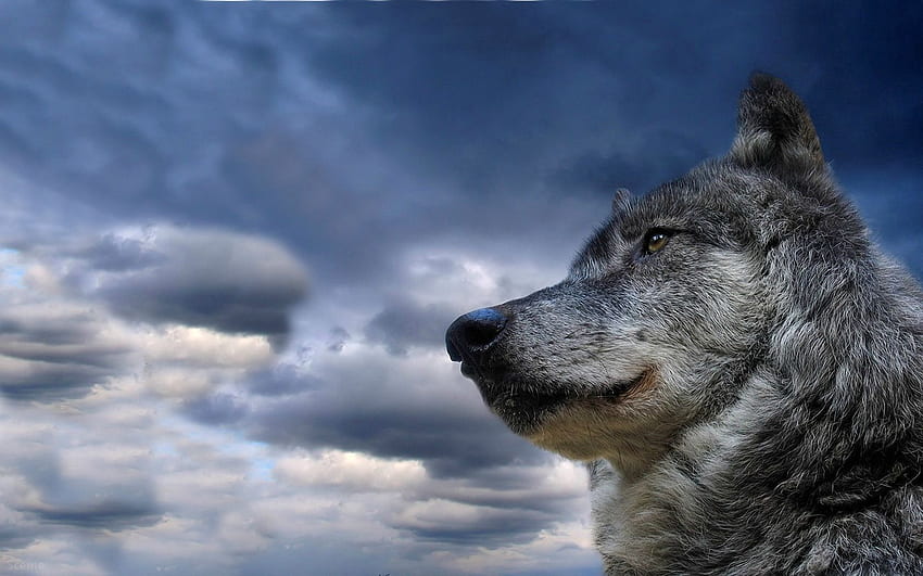Animals, Sky, Clouds, Dog, Muzzle, Wolf, Sight, Opinion, Meditation, Reflections HD wallpaper
